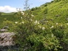 Growing wild in France