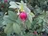 Pendulous red rose hip with old sepals.
