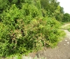 A low, dense shrub