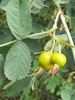 Pendulous green rose hips with old sepals.