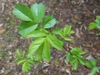 Leaves