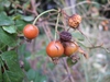 Fruit