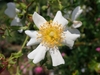 Flower detail
