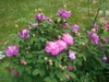 Form