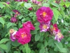 Shrub with flowers