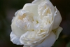 White, doubled, "quartered" rose.