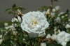 White rose.