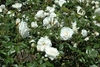 white roses among the foliage of the shrub.
