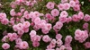 Flowers of 'John Davis'
