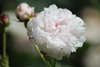 Flower detail