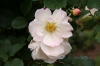 Rosa 'Penelope'