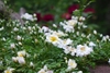 small white double flower roses.