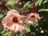 Hibiscus sabdariffa