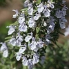 close-up on shoot with many small 2-lipped flowers.