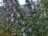 Leafy branch with small pale blue flowers.