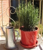 Upright plant with needle leaves in a red ceramic pot.