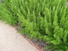 Low border with upright branches and needle leaves.