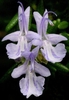 close-up of three, pale blue, 2-lipped flowers.