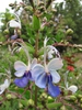 Rotheca myricoides ‘Ugandense’