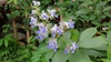 Rotheca myricoides ‘Ugandense’