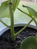 Round green stems, alternate leaves