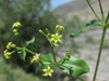 Small yellow flowers