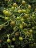 Immature fruits