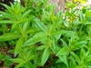 Green leaves