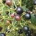 Mature round purple fruits