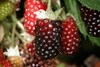 Boysenberries maturing