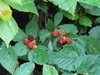 Wild blackberries fruit and leaves