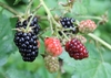 Blackberries ripening