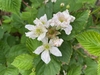 Flower/Fruit - Summer - Cumberland Co., NC