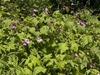 Rubus odoratus