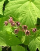 Rubus odoratus