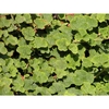Rubus rolfei 'Emerald Carpet'