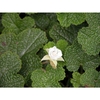 Rubus rolfei 'Emerald Carpet'