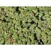 Rubus rolfei 'Emerald Carpet'