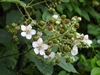 Flower detail- note the prickles