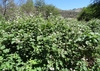 Form growing in CA