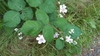 Flowers and leaves