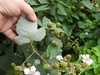 Underside of leaf