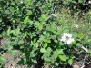 Form