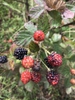 Fruits in different stages of maturity