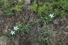 Leaves and white flowers (Alleghany County, NC)-Mid Spring