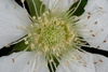 Long stamens (Chapel Hill, NC)-Early Spring