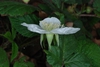 Side view of flower (Chapel Hill, NC)-Early Spring