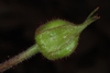Flower bud (Chapel Hill, NC)-Early Spring