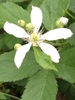 Close up of flower