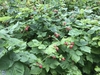 Raspberry plant